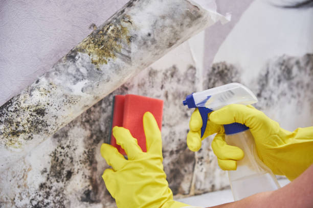 Trusted Neosho, MO Mold Removal Services Experts